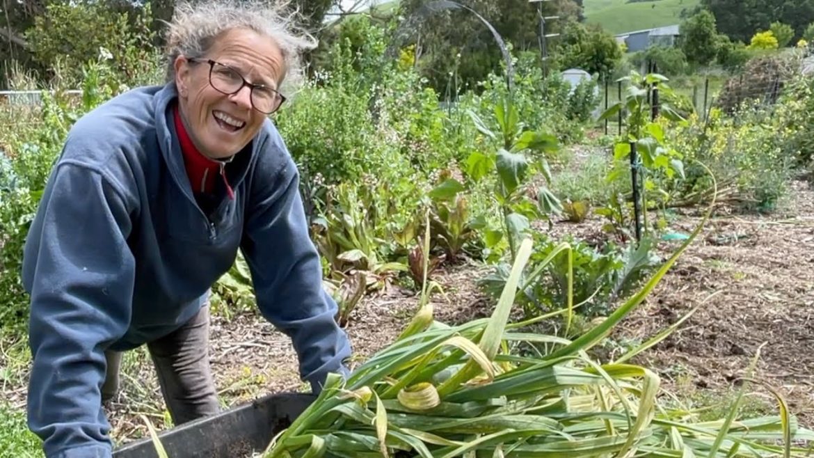 Vegetable Garden Harvest - Garlic, Broad Beans and Beetroot | Permaculture Living