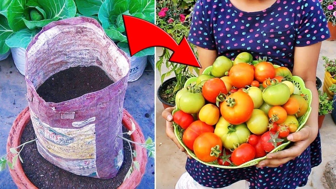 SUPER EASY Method To Grow TONS of Tomatoes In LESS SPACE