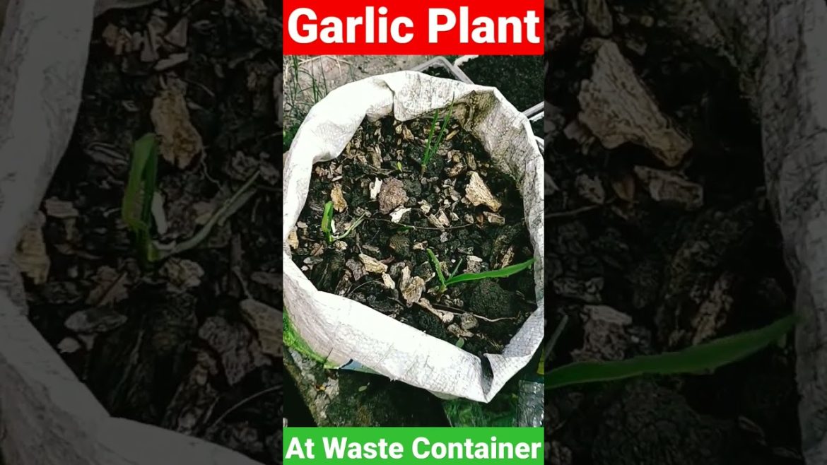 Garlic Plant At Waste Container#shorts #viral #shortvideo