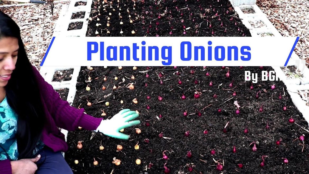 Planting Onions from Onion sets | Backyard Garden Highlights Planting Onions from Onion sets | Backyard Garden Highlights