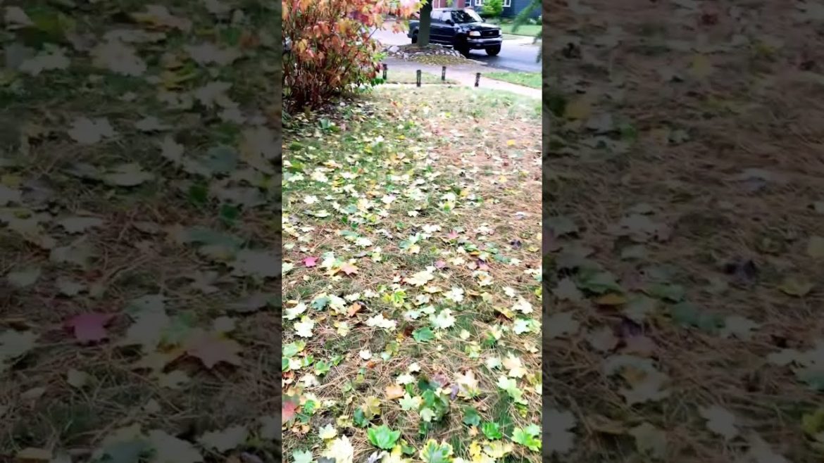 Taking Care Of Realtor Client Listing Property Fall Clean Up (Before FrontYard)🍂#Fall Clean Up