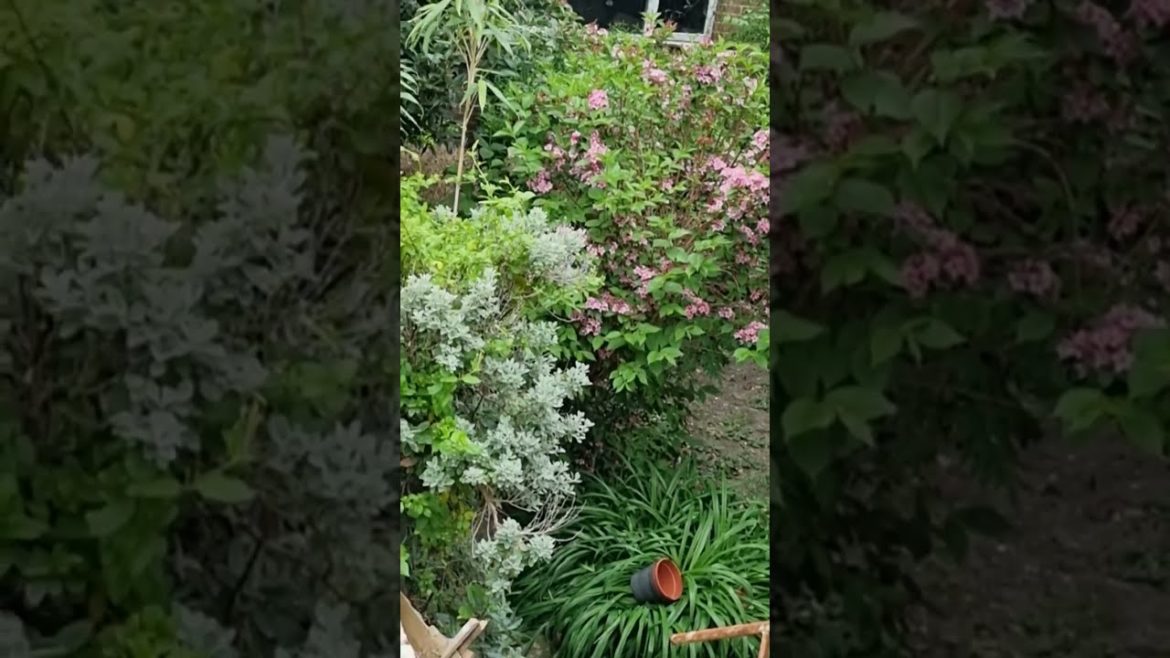 Most Beautiful Garden