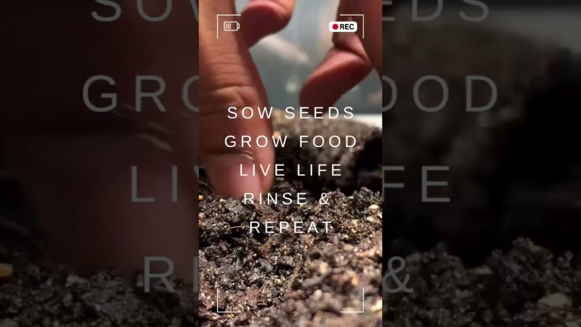 Sowing, growing & nurturing seeds #shorts #gardening #healthyliving