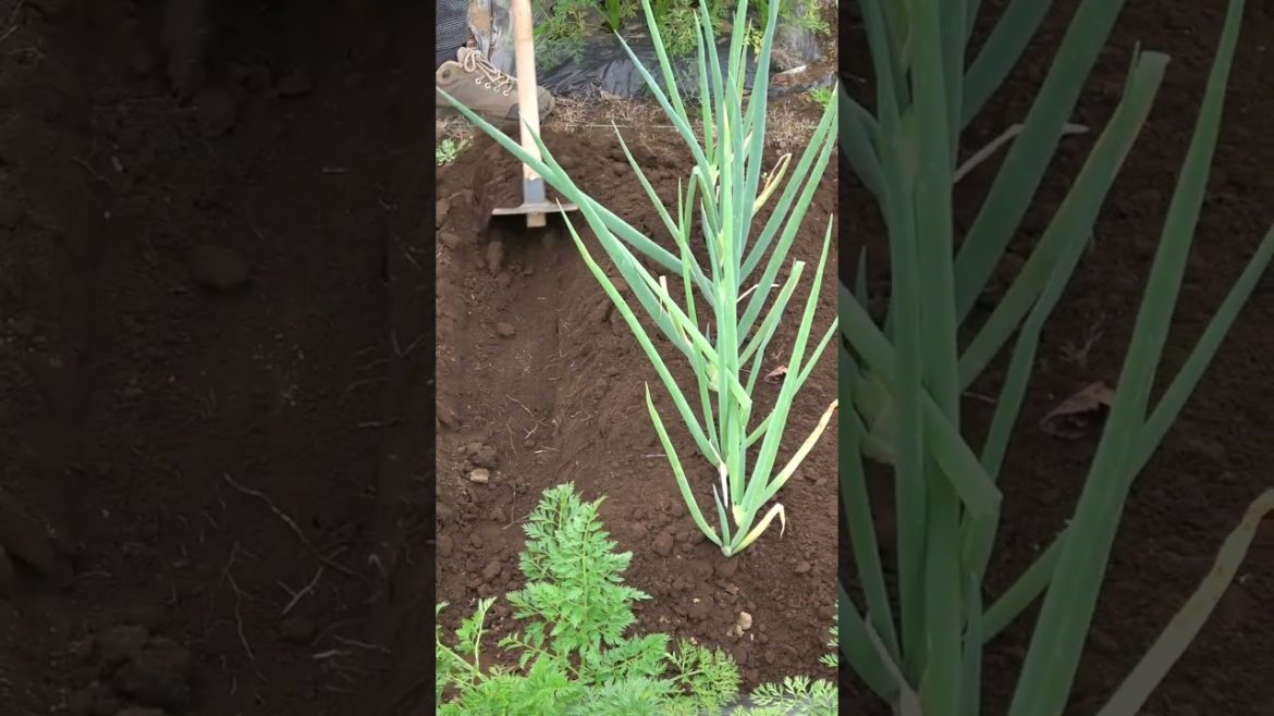 家庭菜園でやりたい!ネギ栽培でネギの白い部分を増やすコツ! #shorts  /Tips for increasing the white part of green onions ! 家庭菜園でやりたい!ネギ栽培でネギの白い部分を増やすコツ! #shorts  /Tips for increasing the white part of green onions !