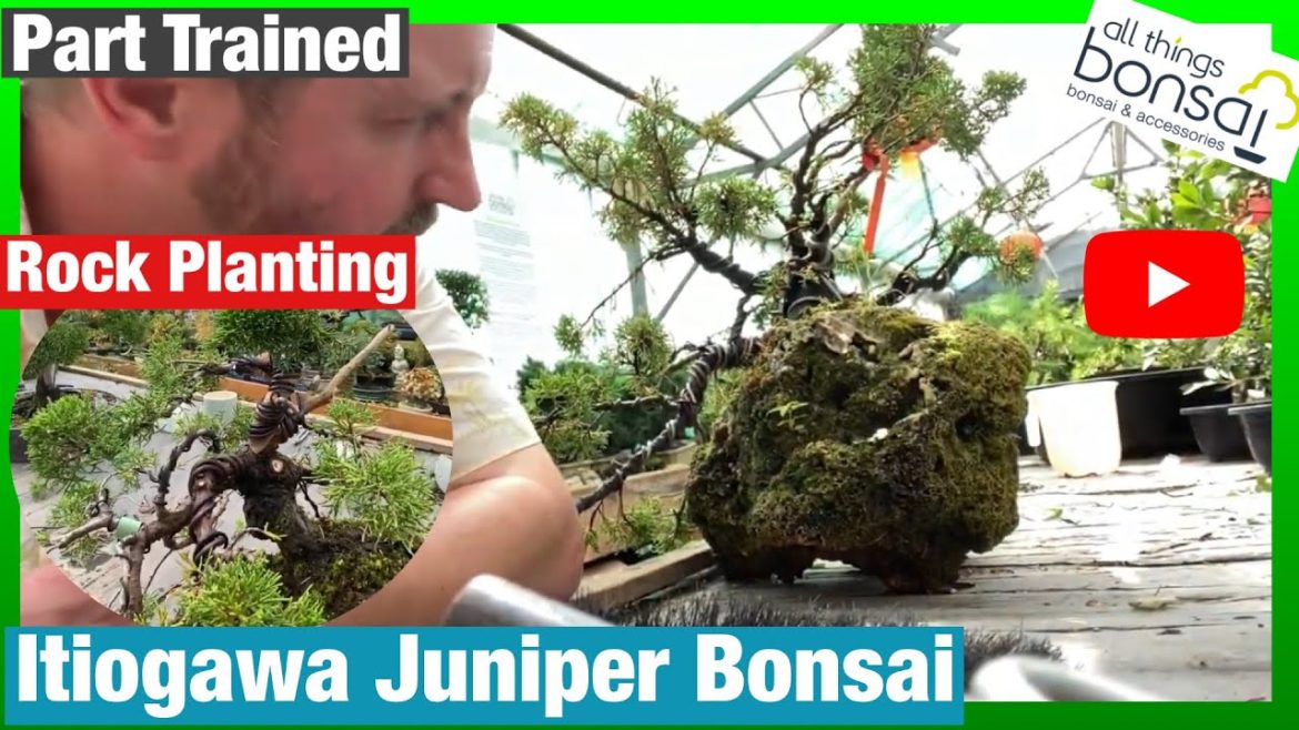 Itiogawa Juniper Bonsai Tree on Rock. Pruning, Wiring and Styling.