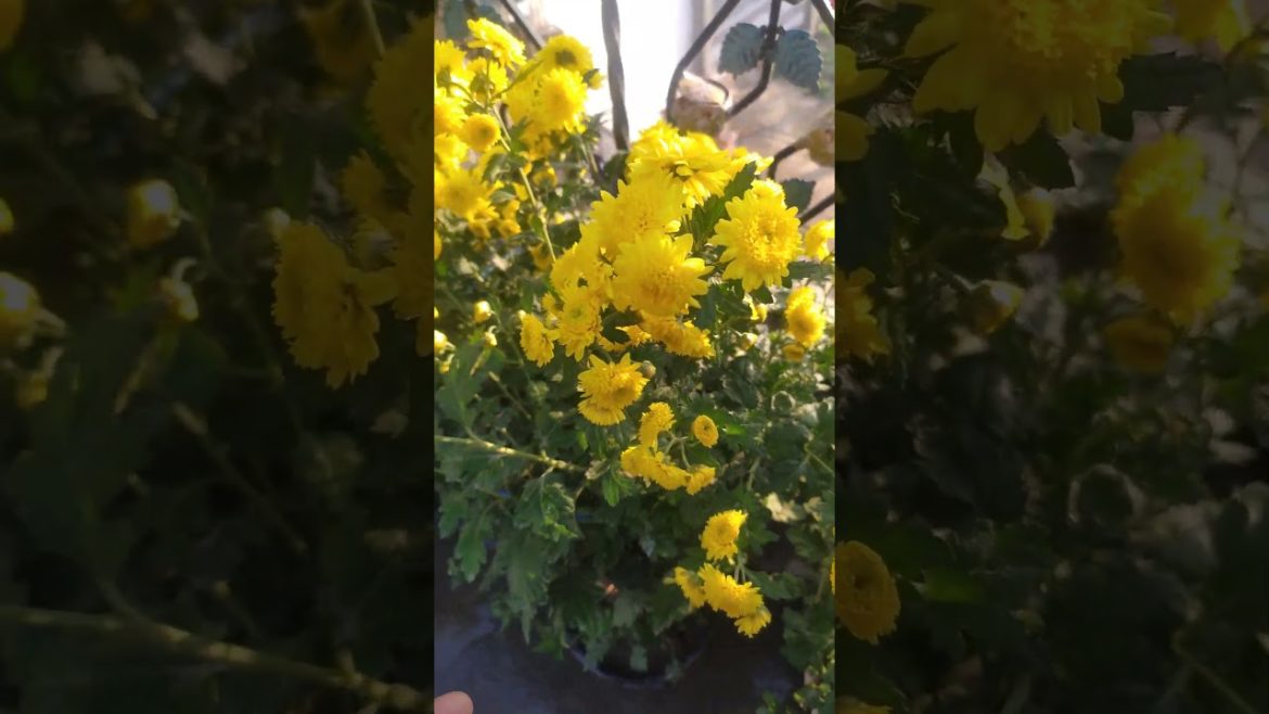 chrysanthemum flower grow kare winter main#gardeningtips chrysanthemum flower grow kare winter main#gardeningtips
