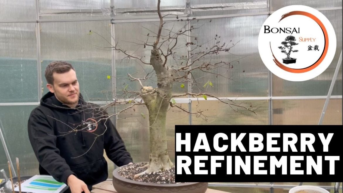 Hackberry Bonsai Refinement | The Bonsai Supply