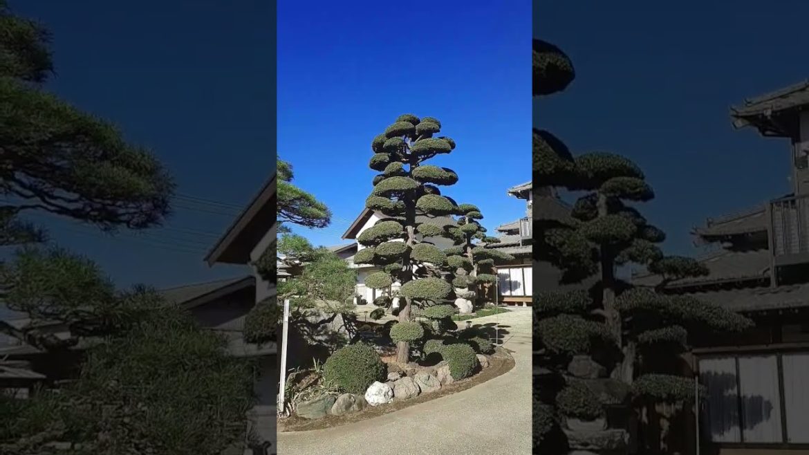 Japanese bonsai tree
