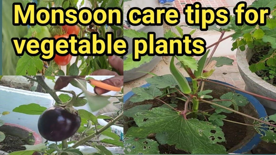 Monsoon care tips for vegetable plants/terrace kitchen garden tips /grow vegetables at home