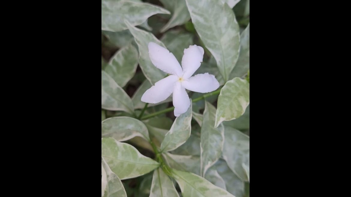 Buetiful Flowers: What You Don't See in Pictures #shorts #short #youtubeshorts #viral Buetiful Flowers: What You Don't See in Pictures #shorts #short #youtubeshorts #viral