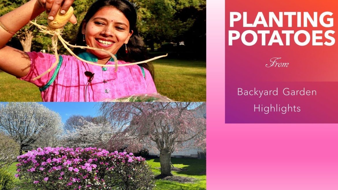 How to plant Potatoes | Backyard Garden Highlights How to plant Potatoes | Backyard Garden Highlights