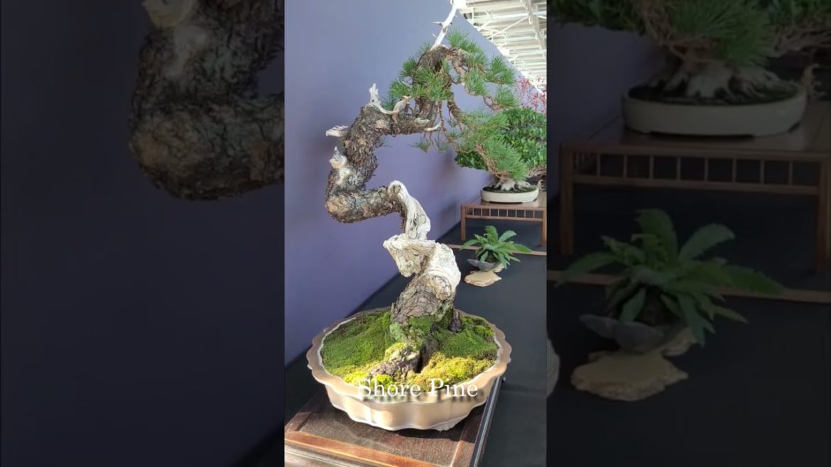 Pacific Bonsai Expo Conifer Entries Part 3
