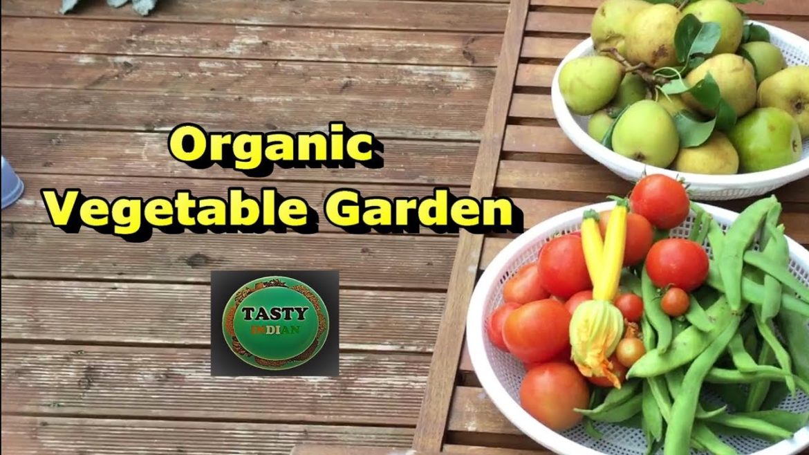 Organic Vegetable Gardening – Growing 6 Types of Tomatoes – Home Grown Vegetables Organic Vegetable Gardening - Growing 6 Types of Tomatoes - Home Grown Vegetables