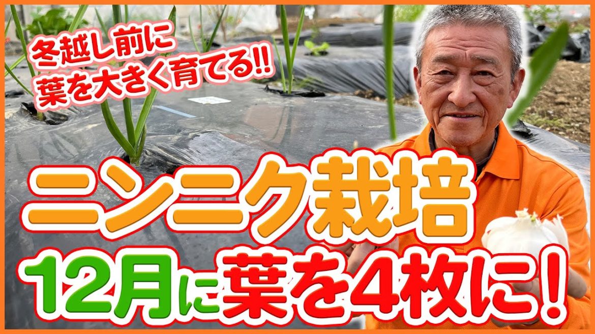 家庭菜園や農園のニンニク栽培は12月中に葉を4枚にすると成功!?冬越し前に葉を大きくするニンニクの育て方を徹底解説!/Tips for Growing Garlic in December. 家庭菜園や農園のニンニク栽培は12月中に葉を4枚にすると成功!?冬越し前に葉を大きくするニンニクの育て方を徹底解説!/Tips for Growing Garlic in December.
