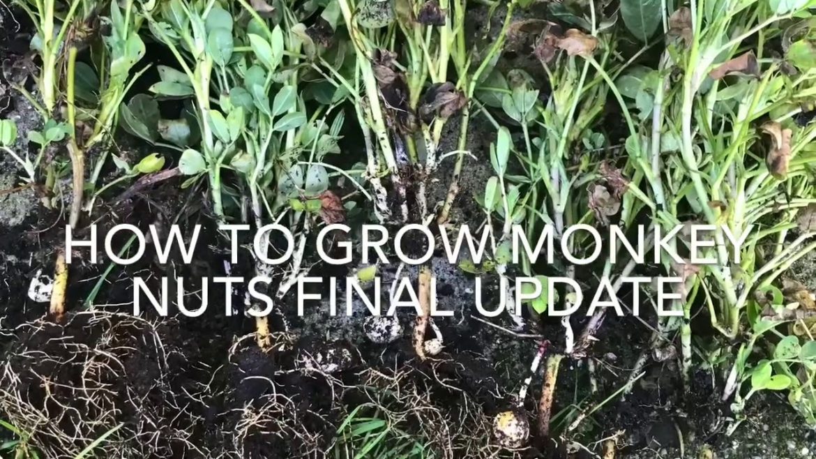How to Grow Peanuts ‘Monkey Nuts’ Final Update, Vegetable Gardening How to Grow Peanuts ‘Monkey Nuts’ Final Update, Vegetable Gardening