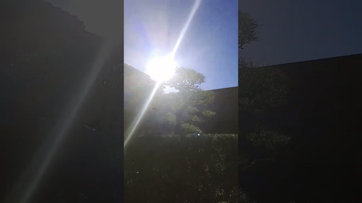 Japanese bonsai tree glistening in the sun