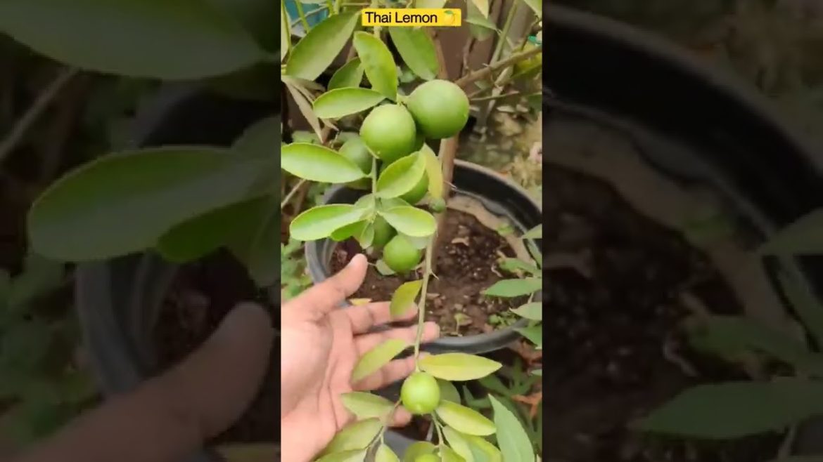 Thai lemon - Grow Lemons in Pots #lemon #lemons #nimboo #lime #containergardening #urbangardening
