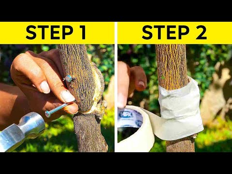 How To Fix Damaged Plants || Gardening Hacks You Should Know ๐ณ How To Fix Damaged Plants || Gardening Hacks You Should Know ๐ณ