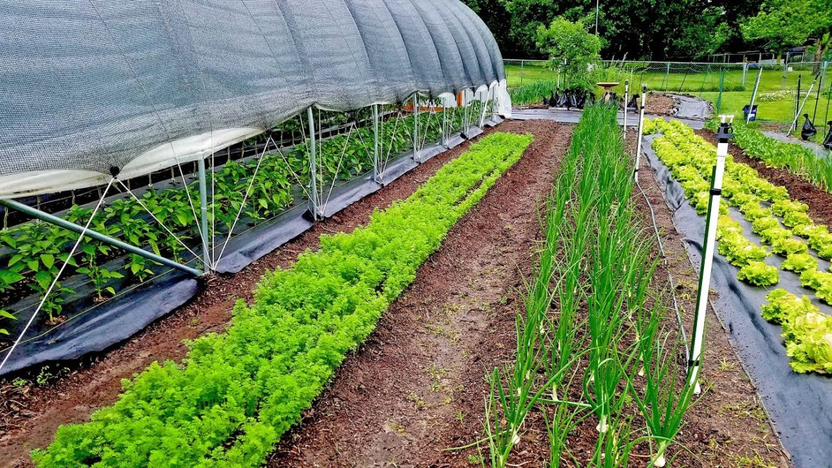 NO FOOD SHORTAGE - Stuck at home? GROW YOUR FOOD! - Front Yard Garden Tour | Heirloom Permaculture
