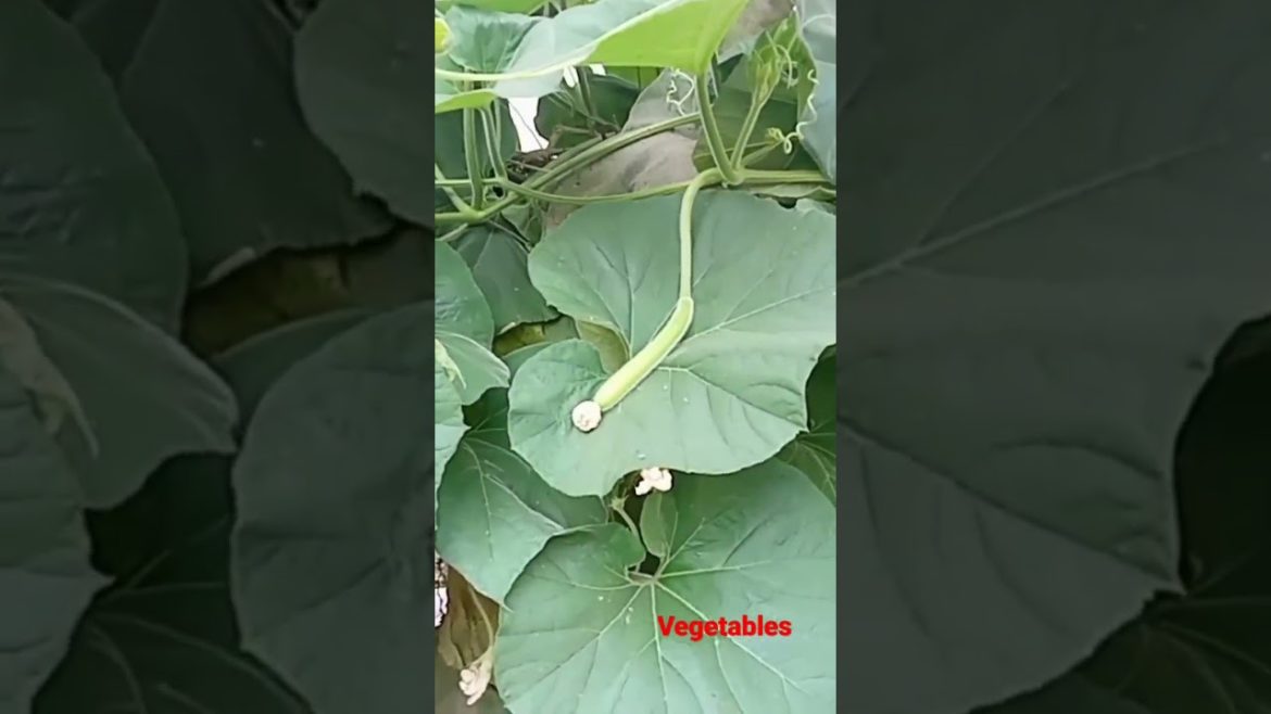 Vegetables