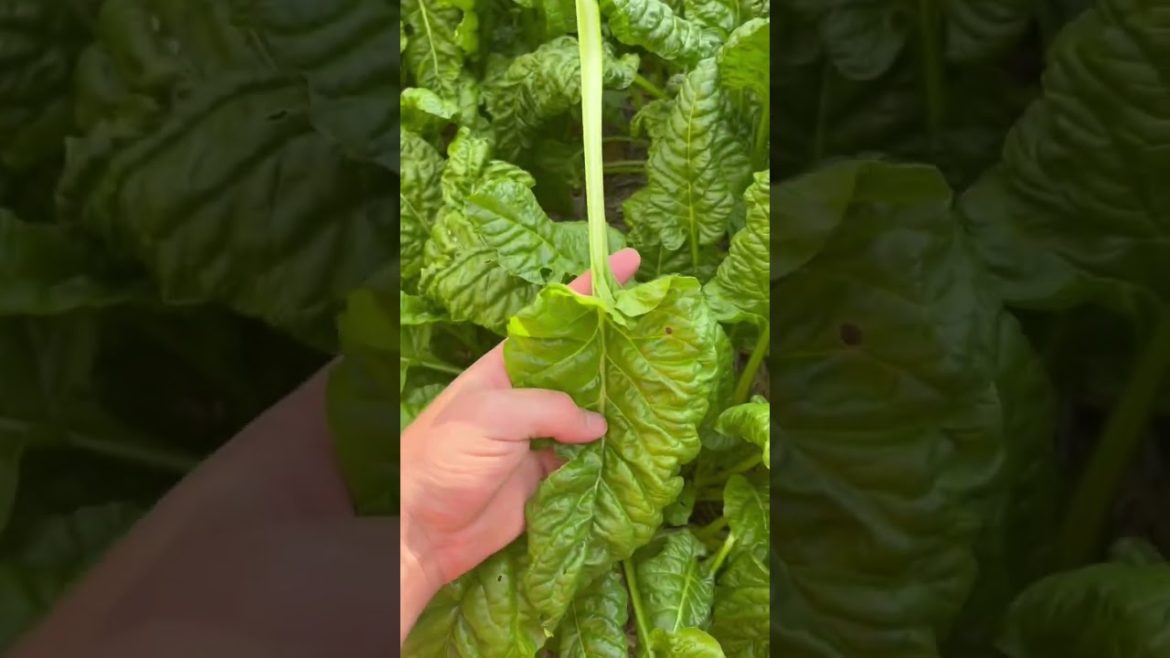 A quick guide on correctly harvesting greens | Kale, Spinach, Swiss chard #madeinmzansi