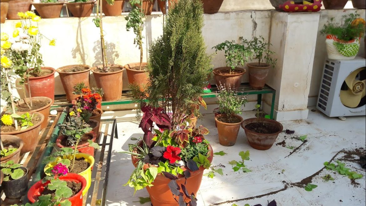Container Garden // Creative Container Garden Idea || Fun Gardening