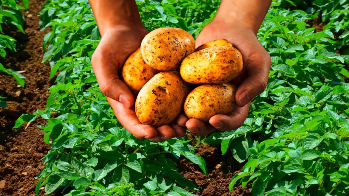 5 रुपए की थैली मई उगा दिए आलू #shorts #vegetables #garden #youtubeshorts #viral