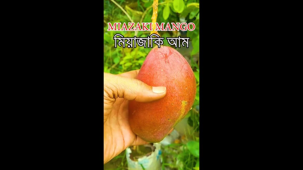 Miyazaki Mango | মিয়াজাকি আম | Gardening Bangladesh #shorts