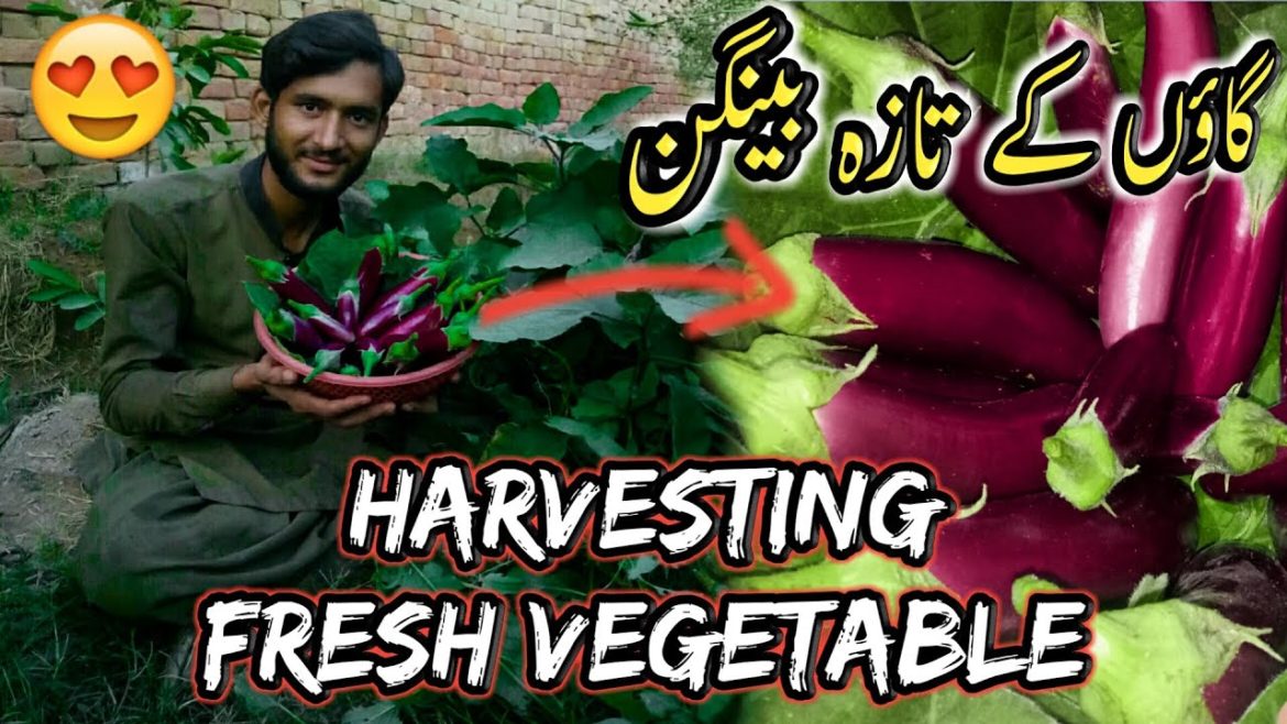 Harvesting Vegetables | Harvesting Organic Vegetables From Garden | Village Lifestyle Vlogs