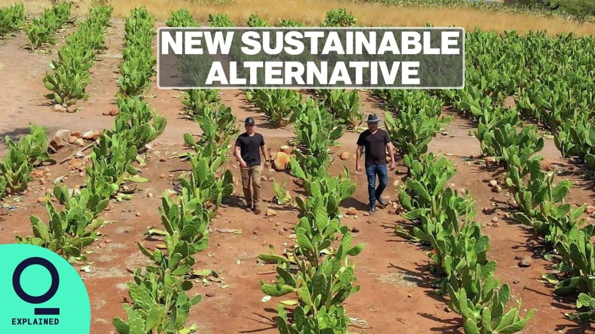 Turning Cactus Into Leather: The New Sustainable Alternative Turning Cactus Into Leather: The New Sustainable Alternative