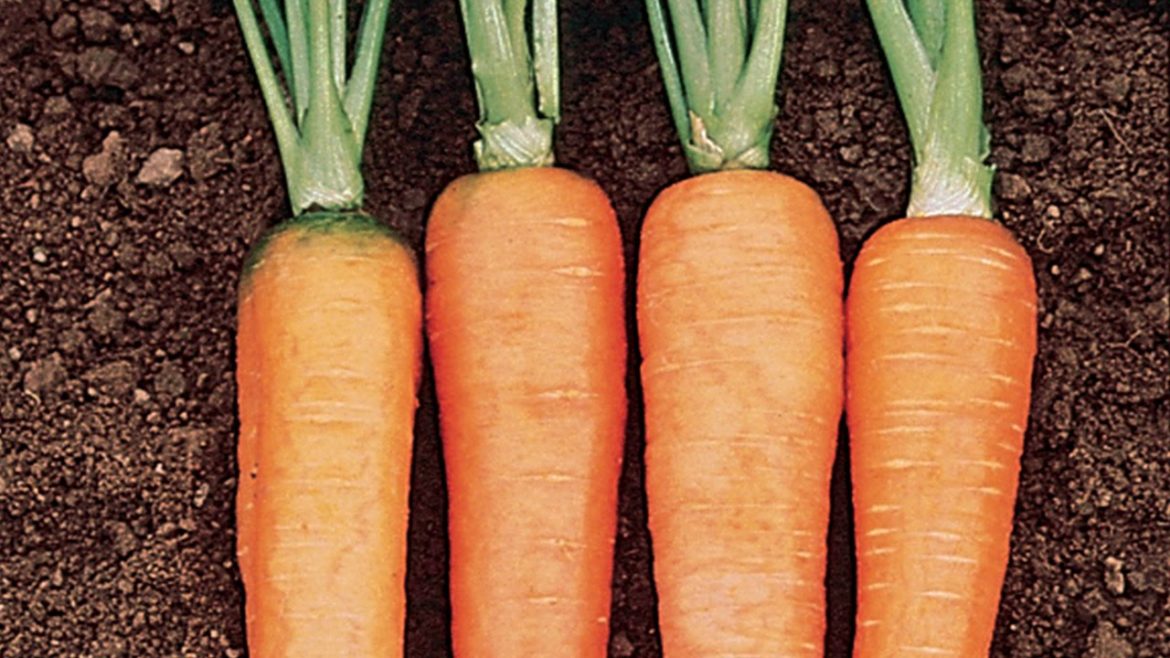 Growing Carrots in a Container