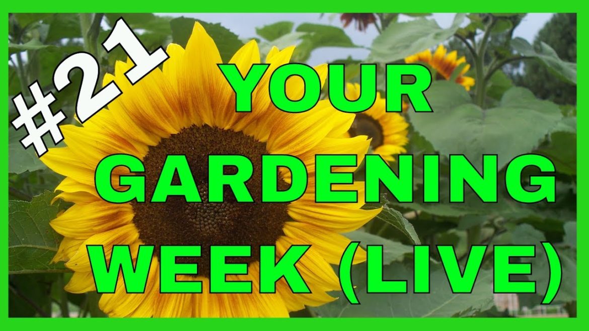 Gardening Tips for Success (Live Q & A) Gardening Tips for Success (Live Q & A)