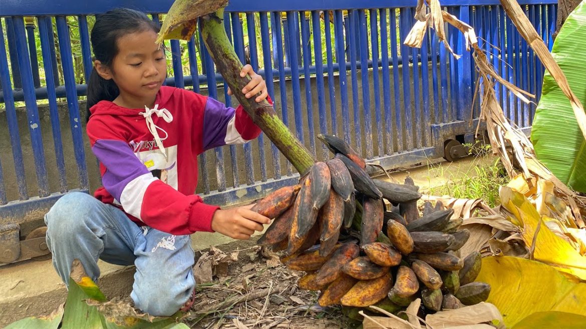 Smart girl Pich cut ripe banana in front yard for cooking - Pich cook and invite grandma to taste