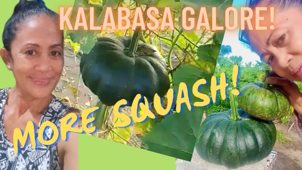 Counting Ate Lorie’s Kalabasa/Squash in her Backyard Garden #backyardgarden #countrylife #homehacks