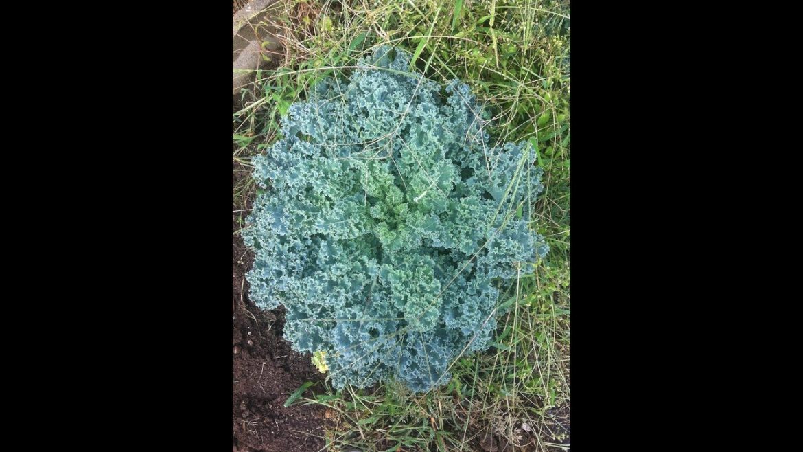 New Gardener Tip 5 – Water New Gardener Tip 5 - Water