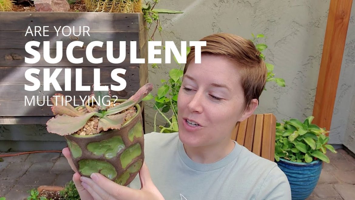 Multiplying your succulent skills Multiplying your succulent skills