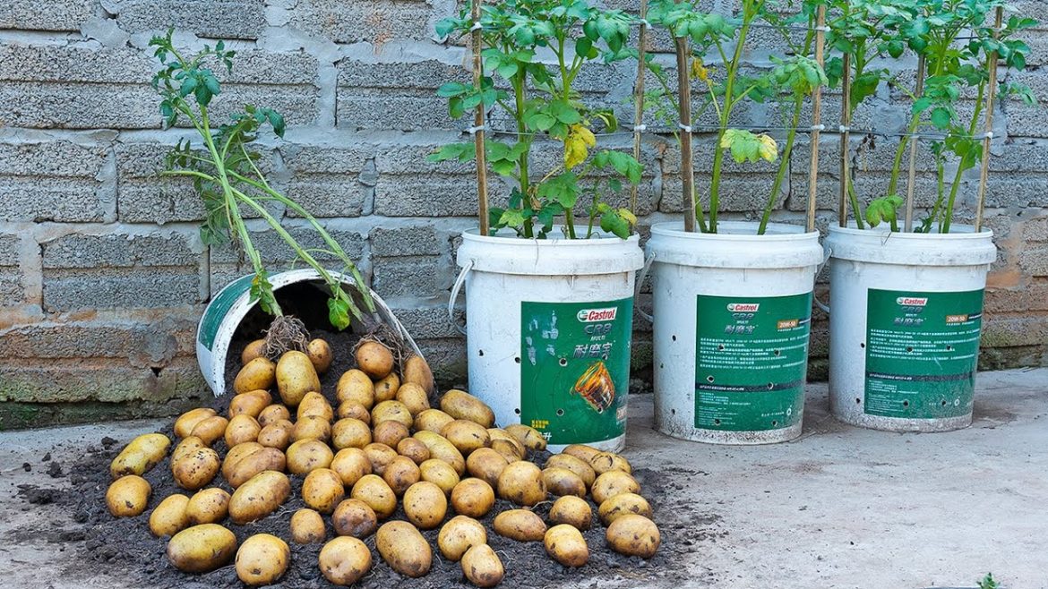How to grow potatoes with eggs and milk in plastic containers - so many tubers - big