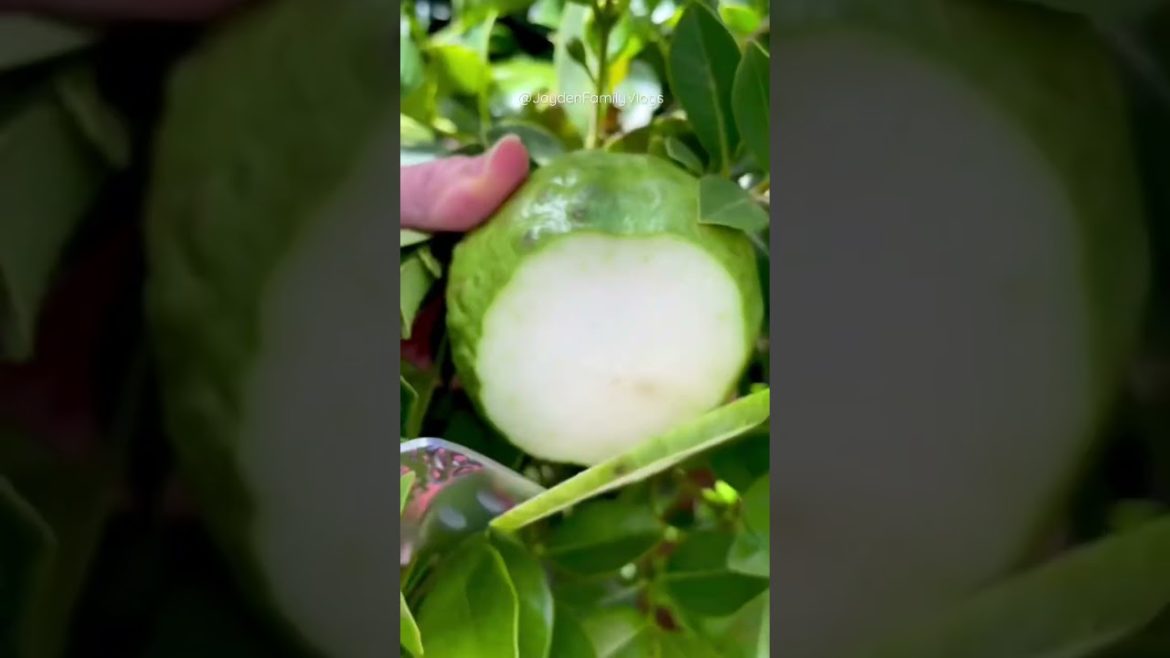 Fruit Cutting GUAVA 🤤 #shorts #fruit #fruitcutting #food #oddlysatisfying #satisfying #short