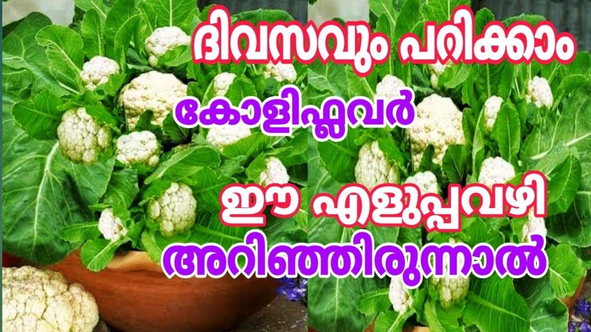 തണ്ടിൽ നിന്നും തൈകൾ ഉണ്ടാക്കിയാൽ വിളവ് എടുത്തു മടുക്കും Vegetable Gardening tips തണ്ടിൽ നിന്നും തൈകൾ ഉണ്ടാക്കിയാൽ വിളവ് എടുത്തു മടുക്കും Vegetable Gardening tips