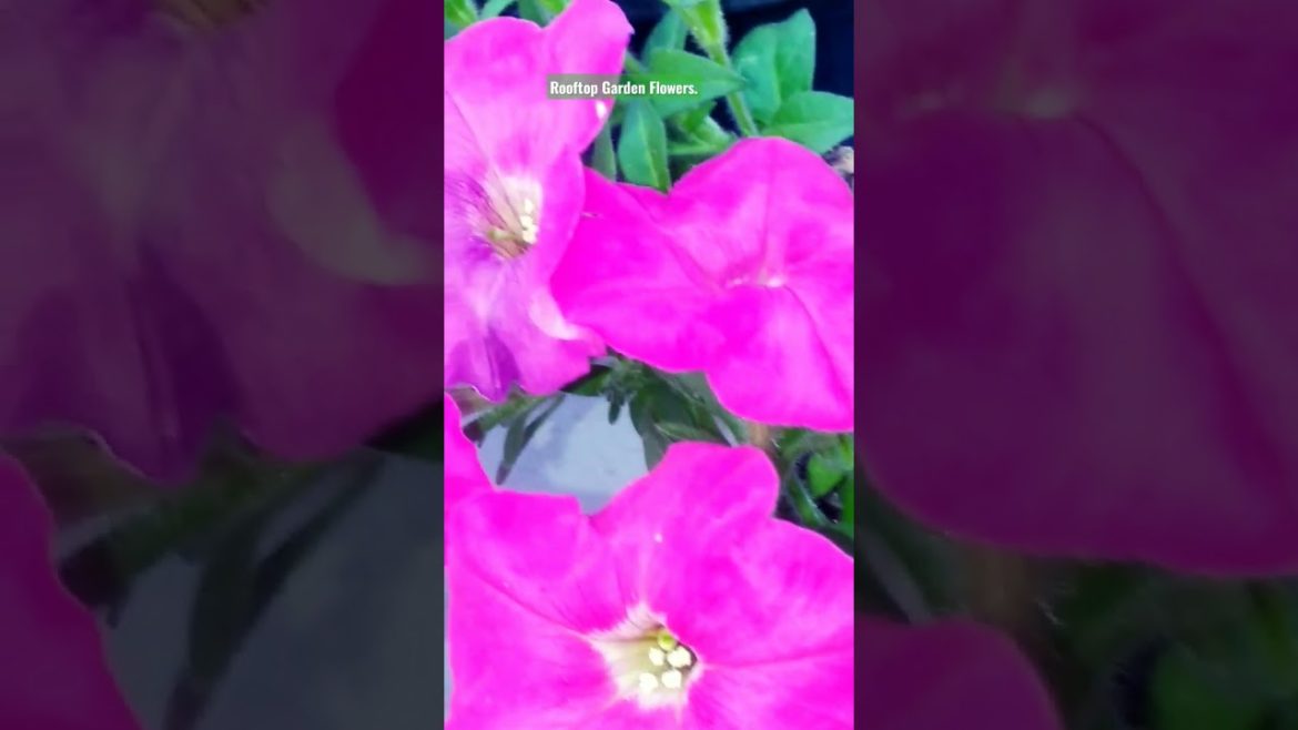 Rooftop Garden Ideas with flowers. #shorts Rooftop Garden Ideas with flowers. #shorts