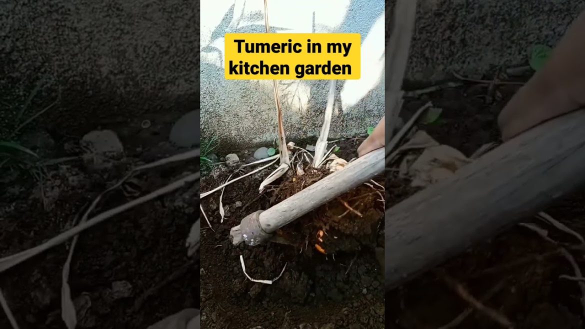 Turmeric in my kitchen garden || harvesting #shorts Turmeric in my kitchen garden || harvesting #shorts