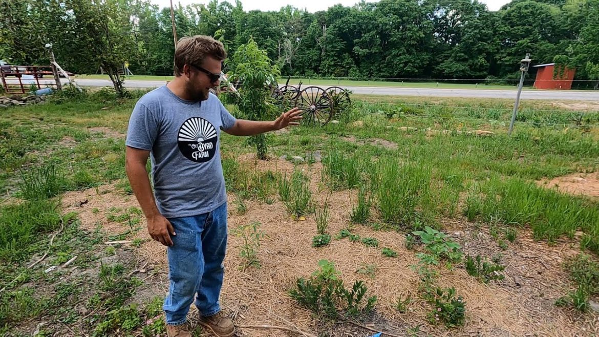 MAINTENANCE ON GARDEN ON 140 YEAR OLD FARM PLUS GARDENING TIPS AND TRICKS