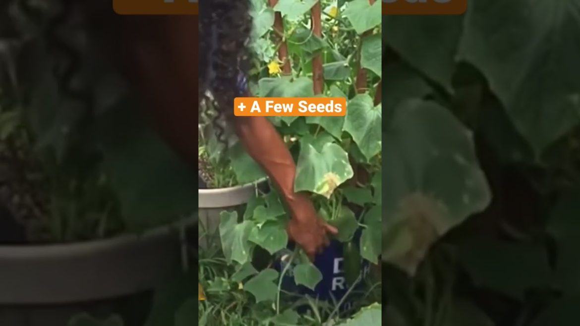 π₯#container gardening #how to grow cucumbers in containers π₯#container gardening #how to grow cucumbers in containers