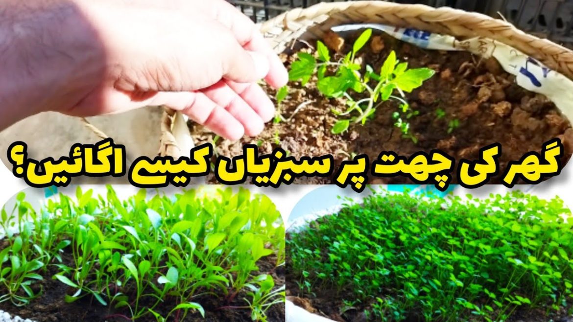 How to grow vegetables at balcony || kitchen garden tips 👍