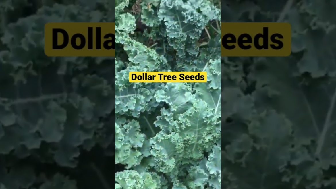 🥬#dollar tree seeds #kale #gardening