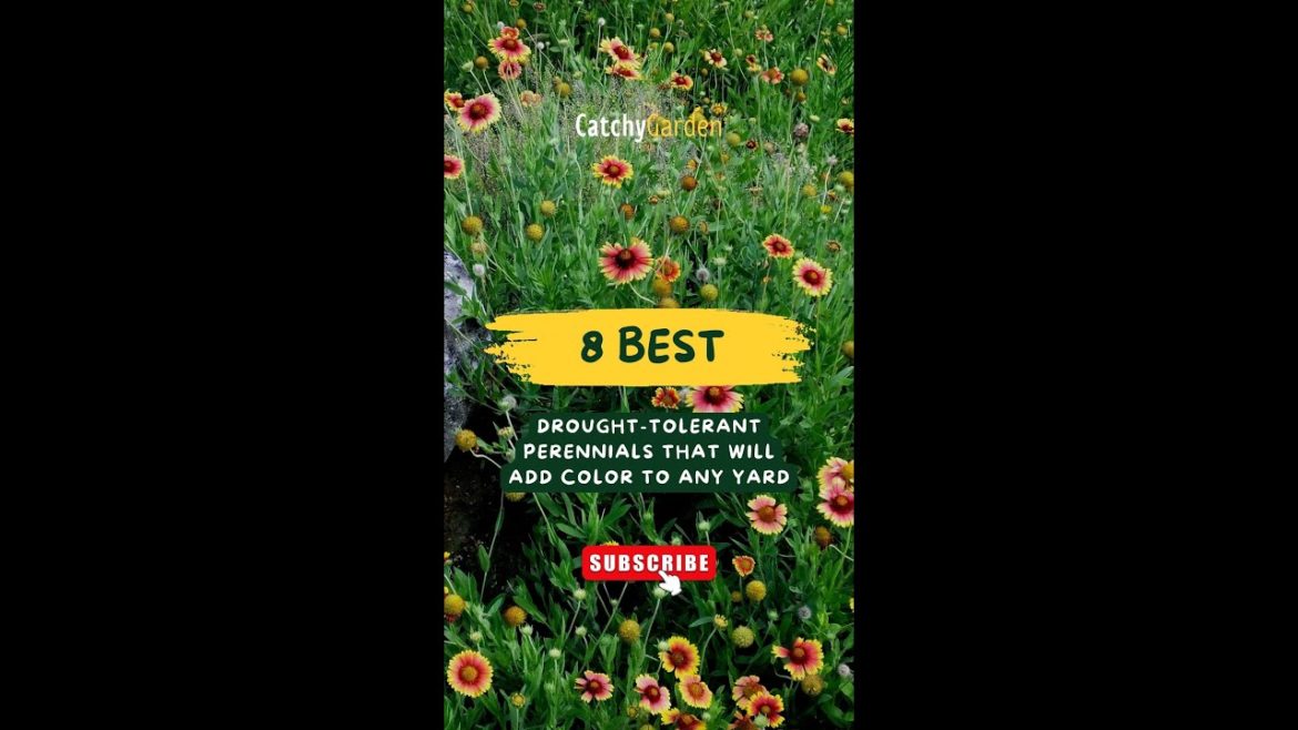 8 Best Drought Tolerant Perennials That Will Add Color to Any Yard πΈπ» // #short #shortvideo 8 Best Drought Tolerant Perennials That Will Add Color to Any Yard πΈπ» // #short #shortvideo