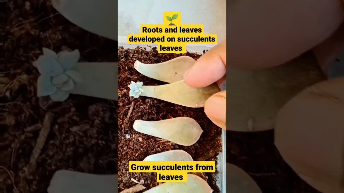 Roots and leaves developed on succulents leaves #shorts Roots and leaves developed on succulents leaves #shorts
