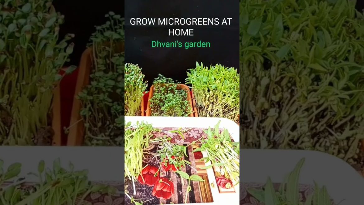 grow your own food || grow microgreen at home #shorts