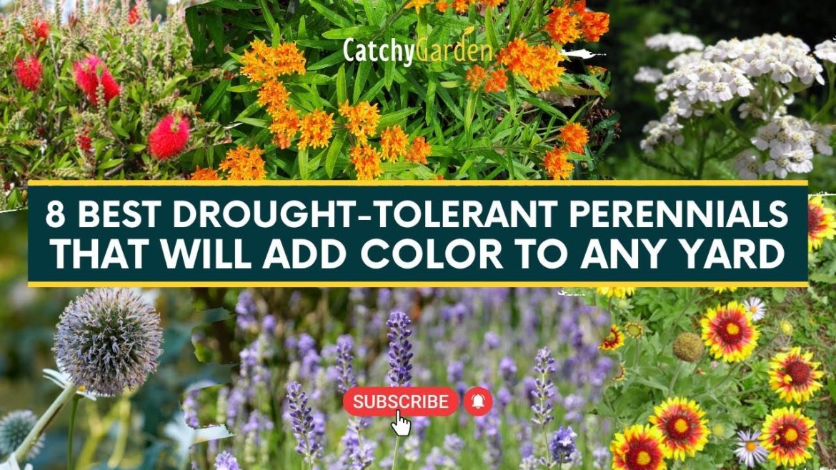 8 Best Drought Tolerant Perennials That Will Add Color to Any Yard 🌺🌻// Garden Tips
