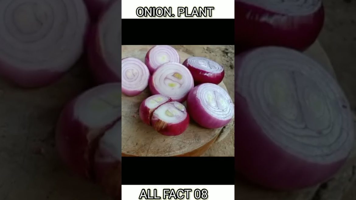 प्याज का पौधा लगाए बीचों से|plant onions from the middle #Onions #facts #short प्याज का पौधा लगाए बीचों से|plant onions from the middle #Onions #facts #short
